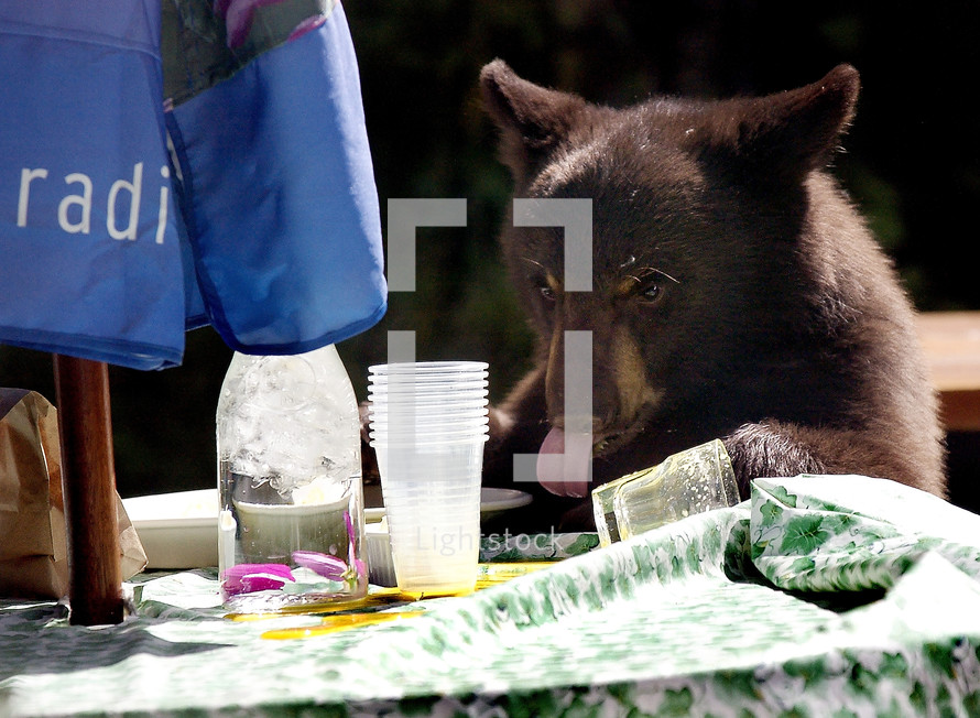 Brown bear cub licking spilled orange juice off picnic table.