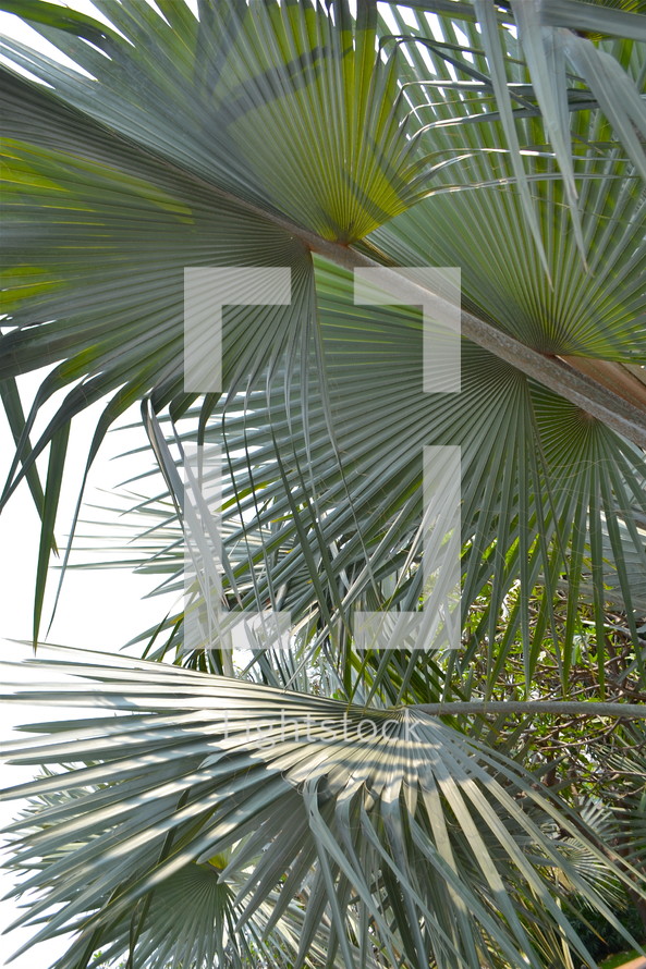 Palm leaves, beaches or fronds