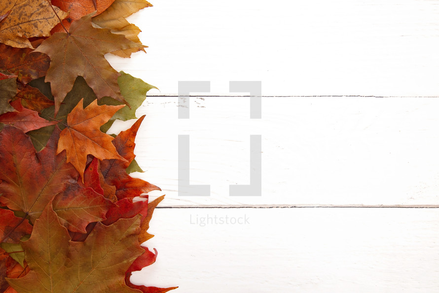 fall leaves on white wood background 