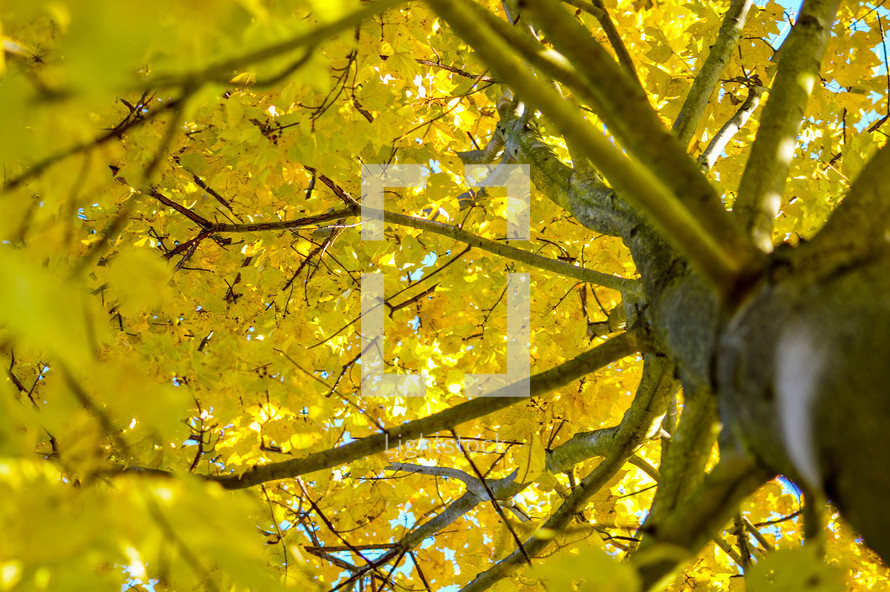 looking up at the branches of a fall tree with yellow foliage 