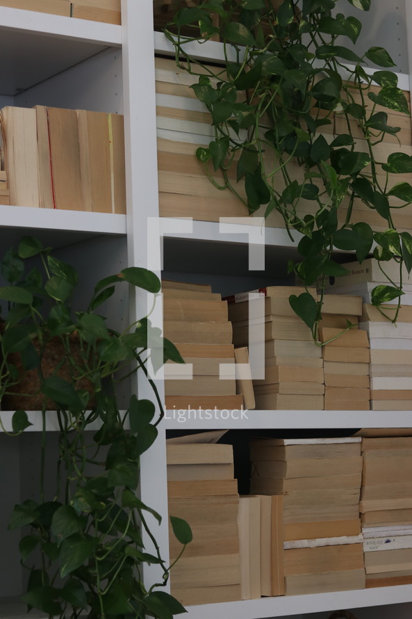 ivy over a bookshelves 