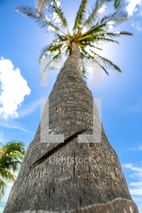 Looking up a tall coconut palm tree with a blue sky and sun behind it