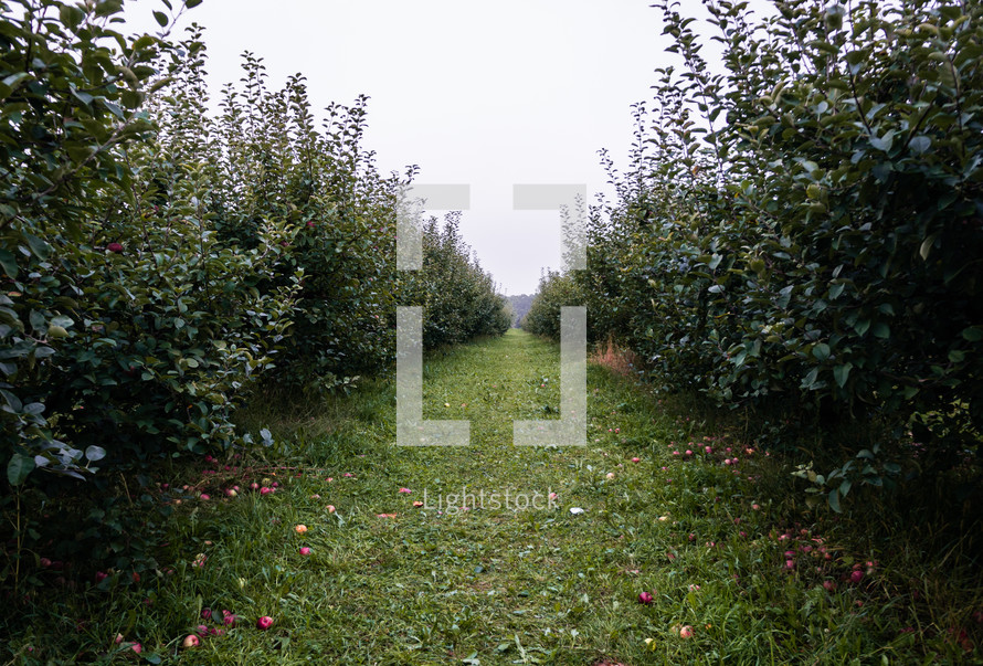 apple orchard 