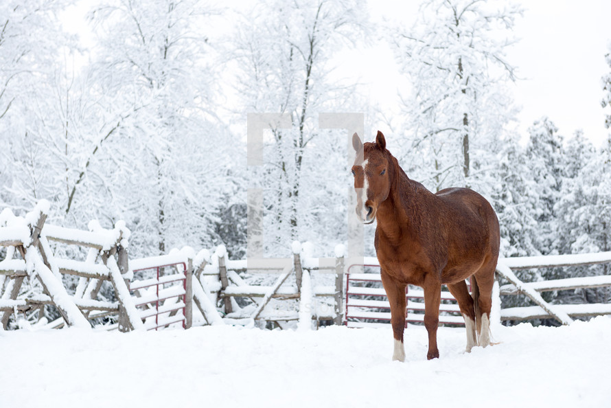 horse in the snow 