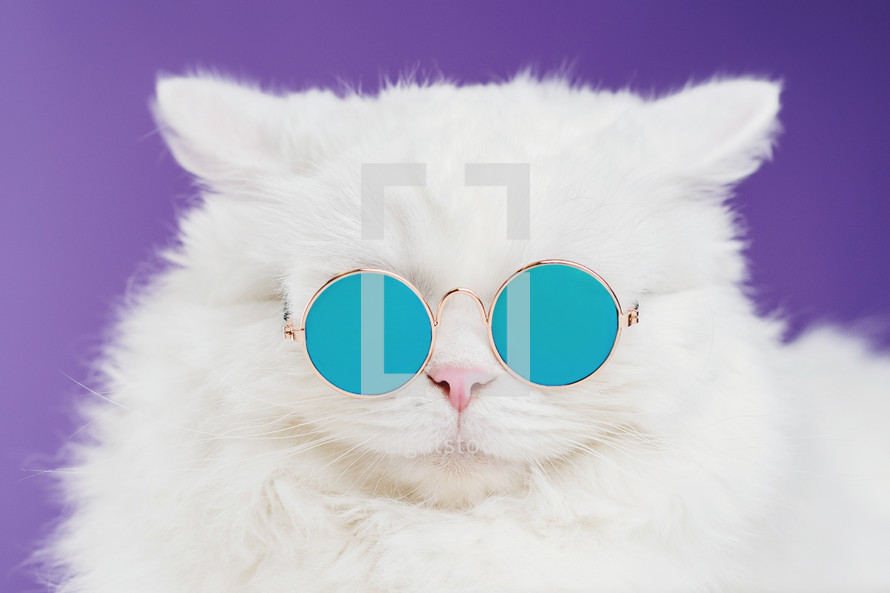 Portrait of white furry cat in fashion sunglasses. Studio. Luxurious domestic 