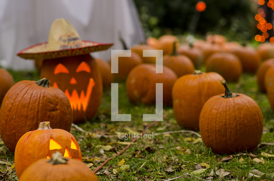 jack-o-lantern in a pumpkin patch 