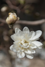 white flower on a branch 