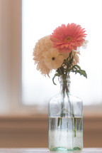 Gerber daisies in a vase 