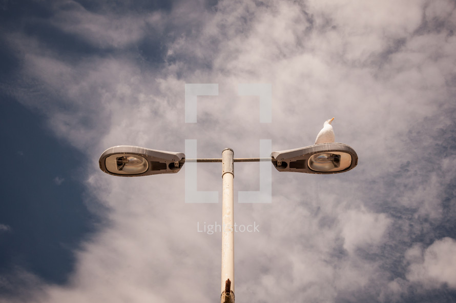 seagull on a street lamp 