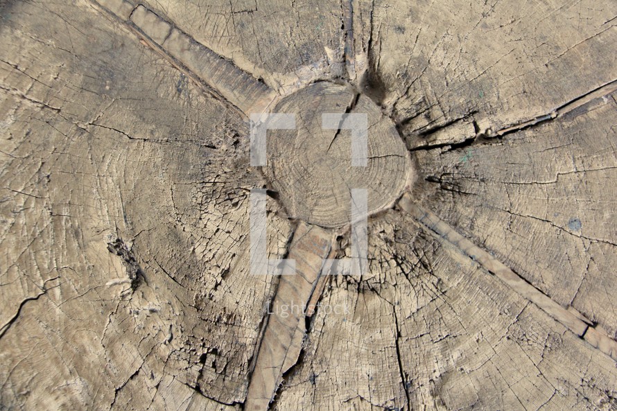wood tree stump texture 