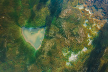 Algae-covered lake aerial