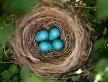 Eggs in a bird's nest in a tree.