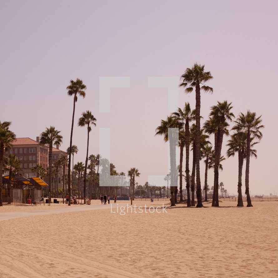 palm trees on a Santa Monica beach 