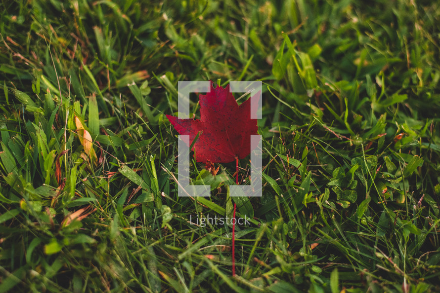 red fall leaf in grass