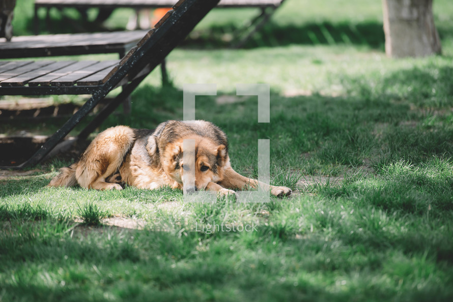 sleeping dog in the grass, German shepherd dog, dog is lying on the grass in the sun