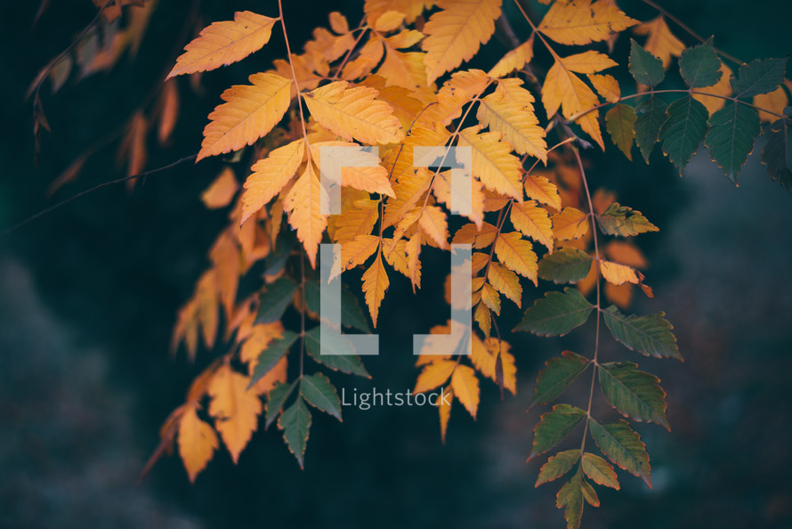 Yellow autumn leaves, Green and yellow leaves, Autumn maple leaves, autumn landscape