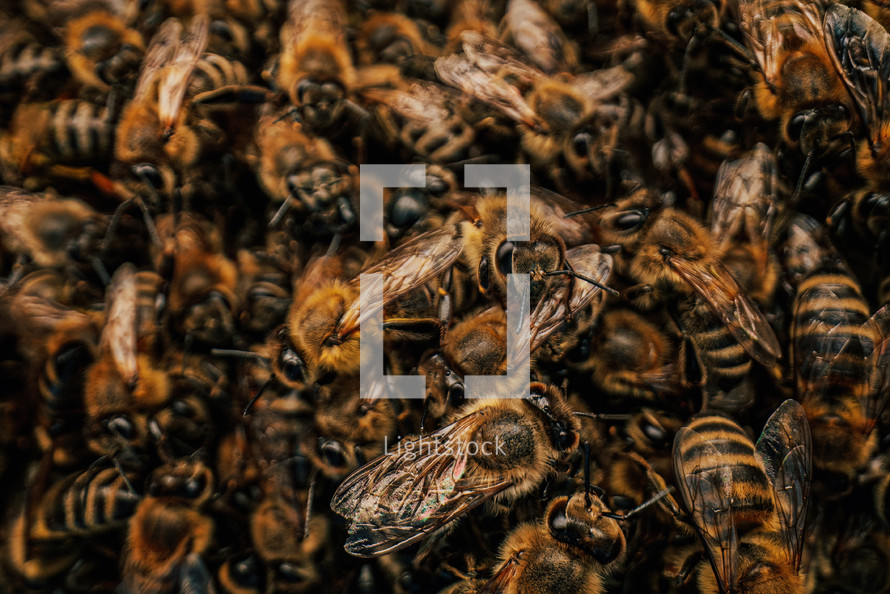 Macro detailed bees colony swarming