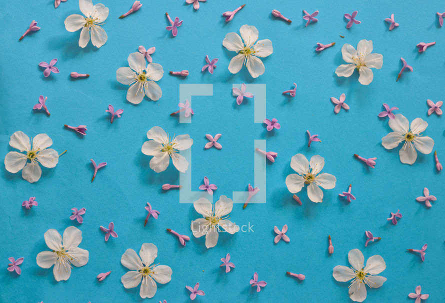 white and pink flowers on a blue background 