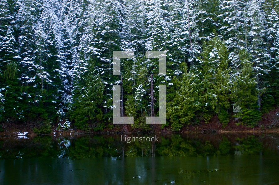 snow on trees along a lake shore 
