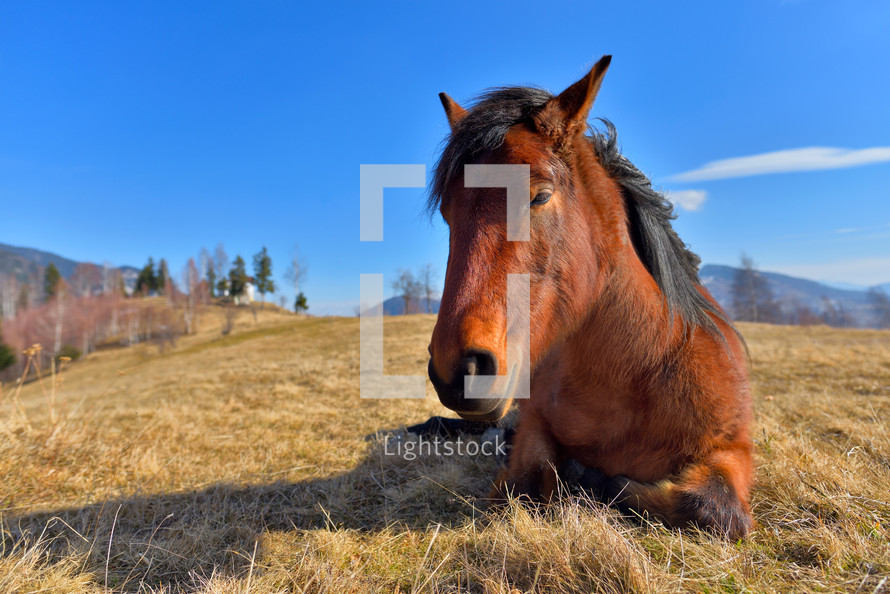 sleepy horse on a meadow in early spring