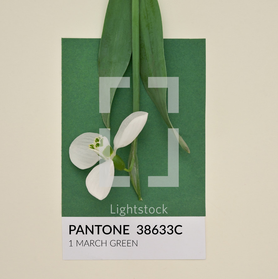 Abstract 1 March Pantone Green Cardboard With Snowdrop. 