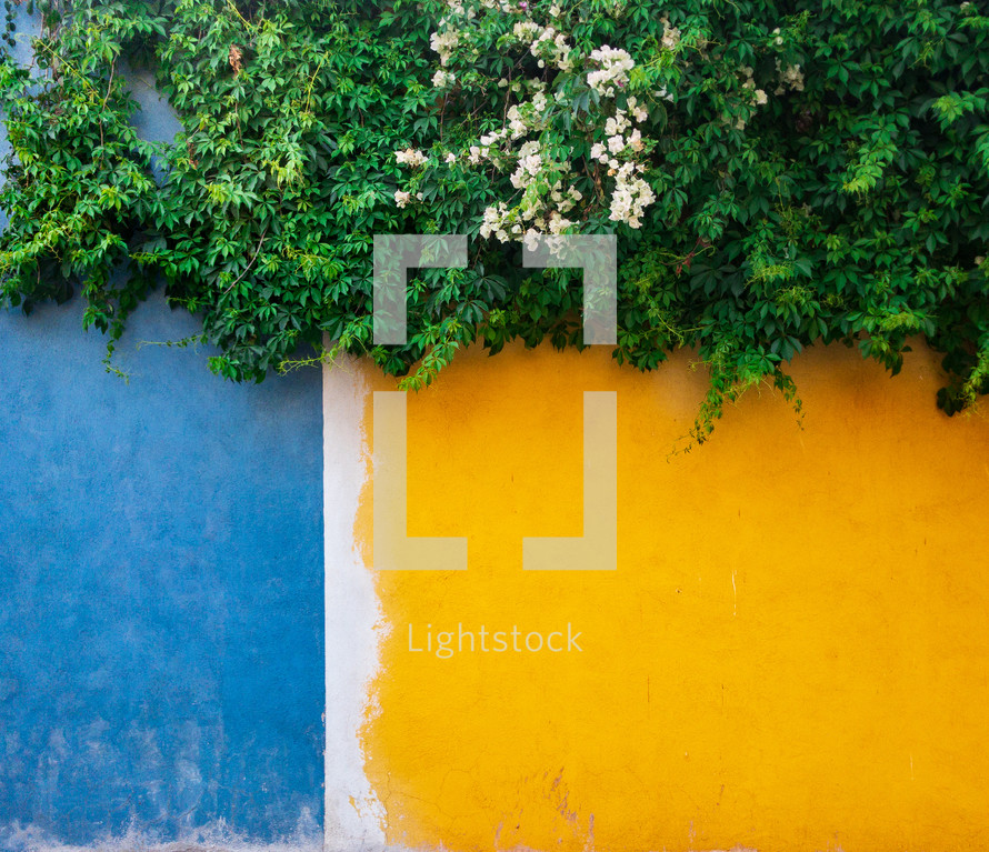 vines against a yellow and blue wall 