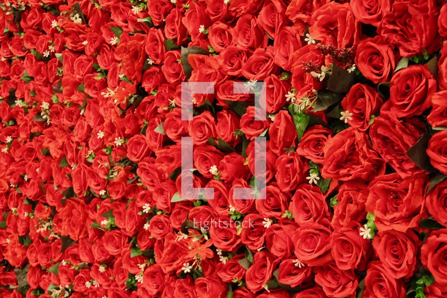 Red roses background 