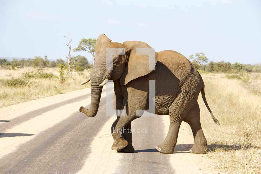 elephant walking