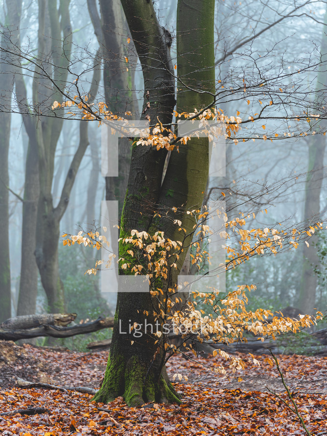 Foggy day in the forest in The Netherlands, Speulderbos Veluwe.	