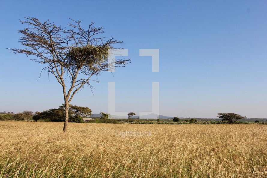 tree in a field in Africa 