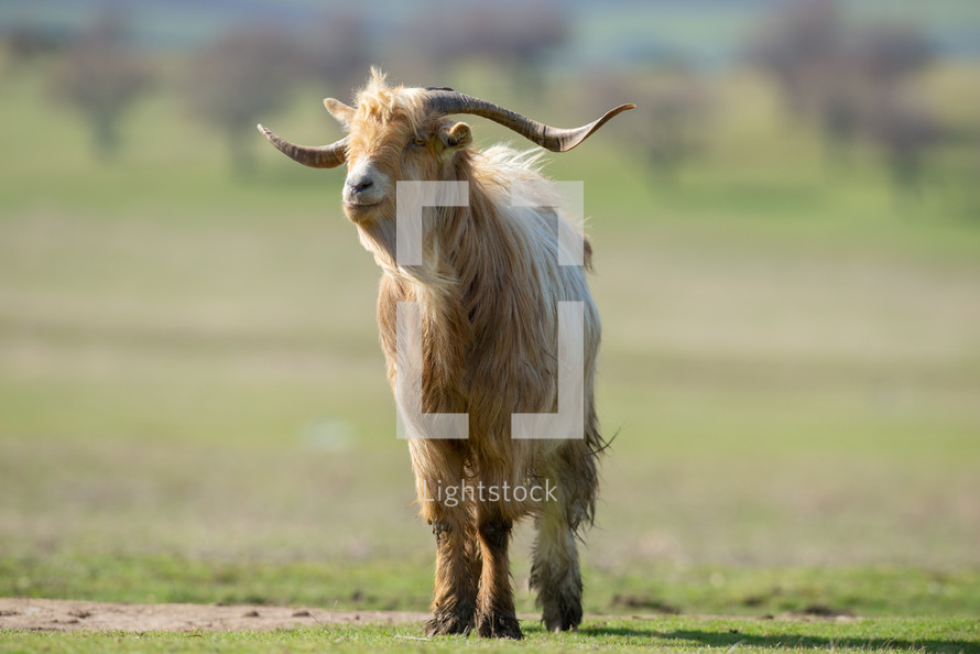 brown goat with horns 