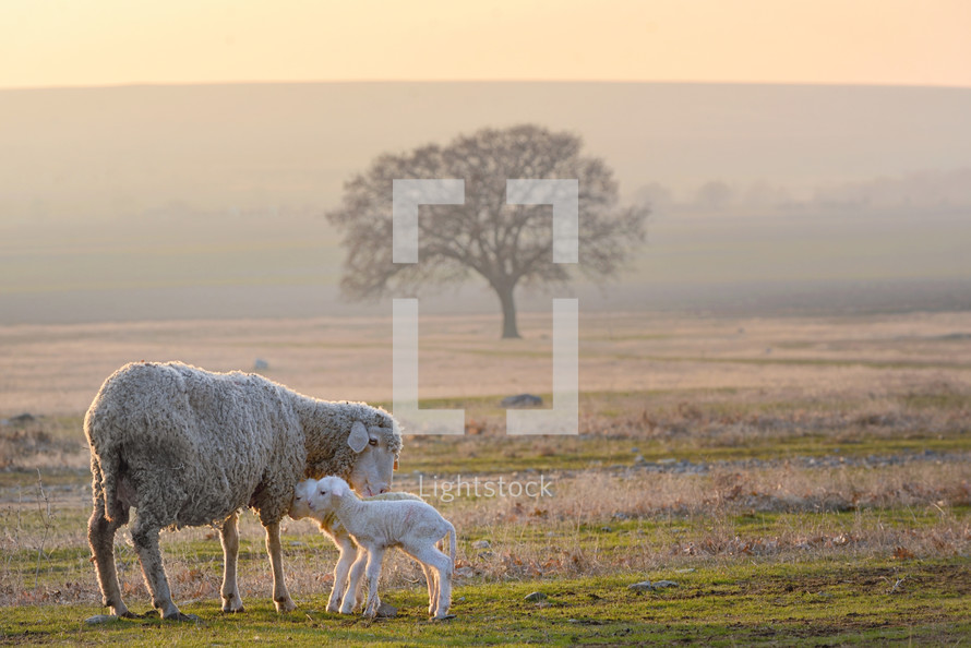 mother sheep with her lambs 