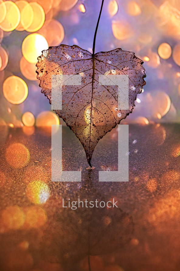 Abstract Dry Transparent Poplar Leaf with bokeh lights 