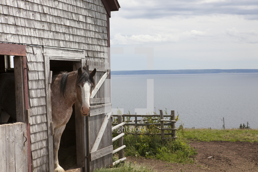 Horse in a barn by the ocean.