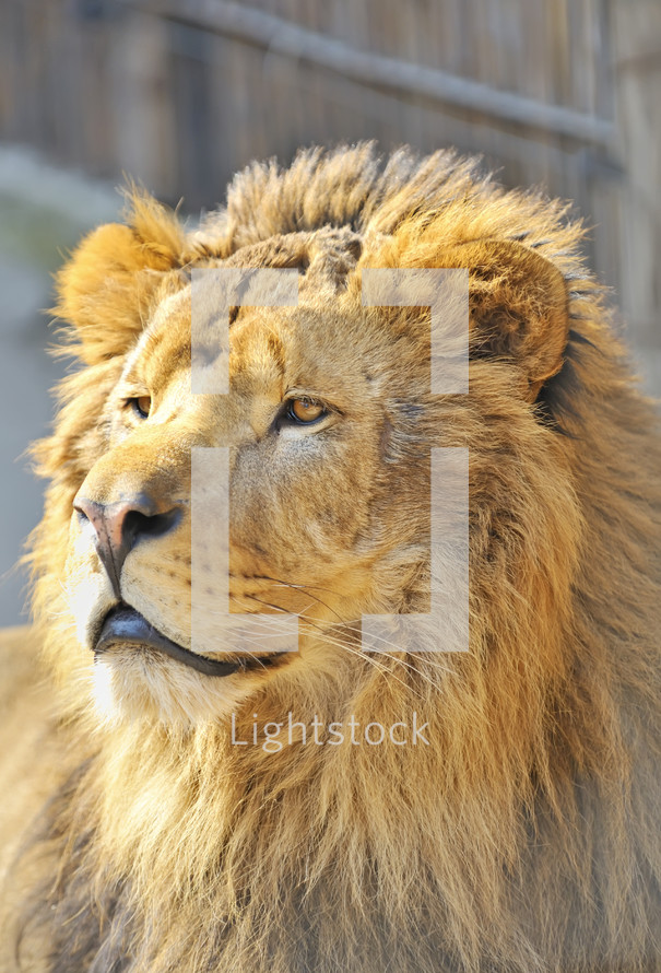 male lion 