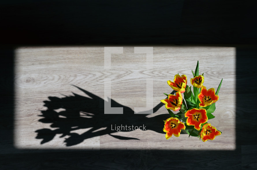 Vase of Tulips isolated on table in spring time