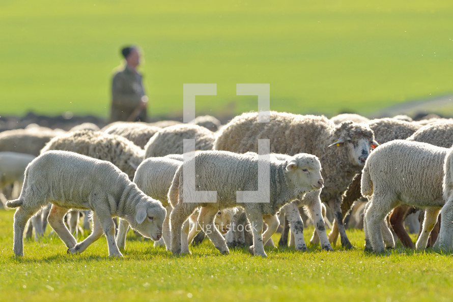 A shepherd is leading his flock