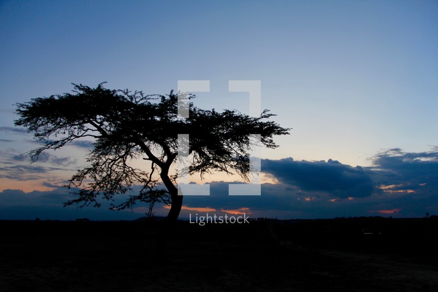 silhouette of a tree at sunset 