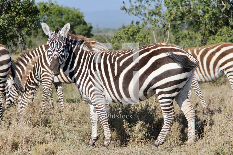 Zebras in Africa 