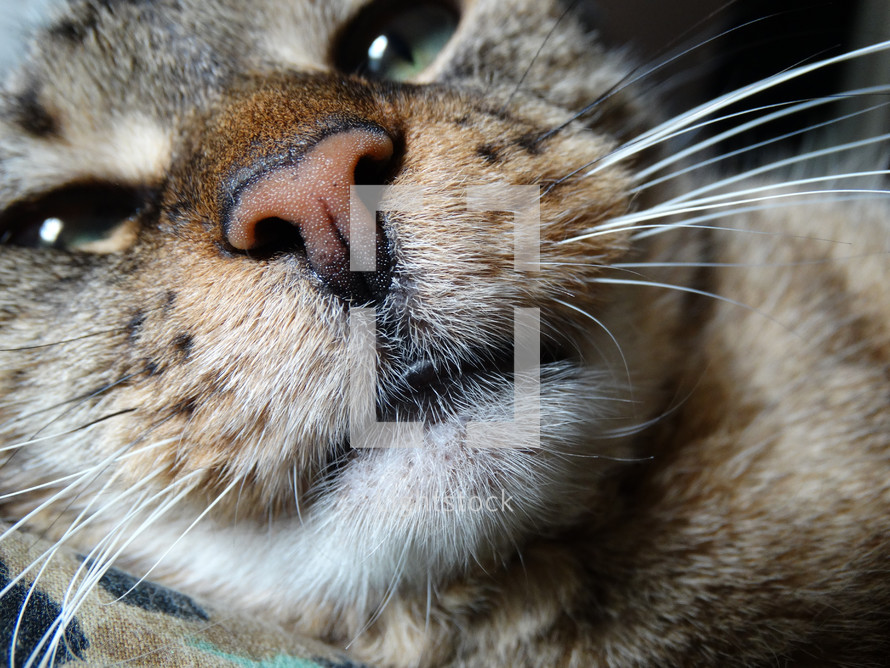 Close up of nose and mouth on brown tabby cat with green eyes