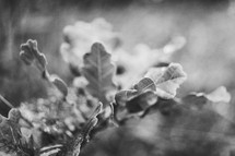 oak leaves in black and white 