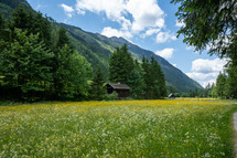 Alpine Meadow in the Alps