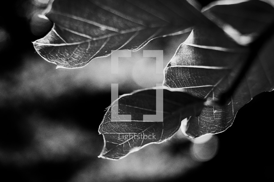 leaves in black and white 