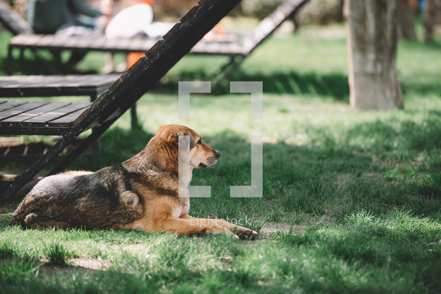 sleeping dog in the grass, German shepherd dog, dog is lying on the grass in the sun