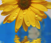 water droplet dripping from yellow flower petals into water