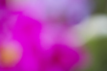 blurry fuchsia color