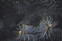 spruce needles 