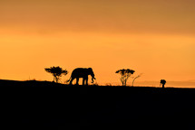 Trees, elephant and male photographer silhouette on a hill at sunrise