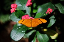 orange butterfly 