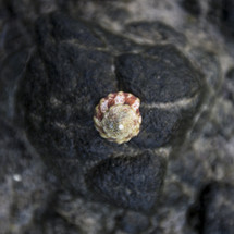 seashell on a sea rock